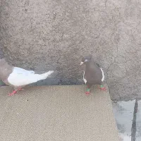 یک جفت کبوتر دوبال سفید|پرنده|پاکدشت, پاکدشت (مامازند)|دیوار