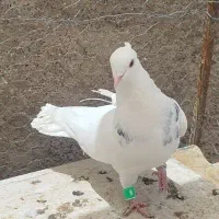 کفتر طوقی