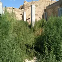 جارودستی عالی یکجامیفروشم