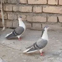 خوشرنگ دمگیر
