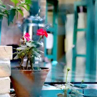 عکاسی|خدمات پذیرایی، مراسم|همدان, |دیوار