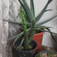 گلهای طبیعی شاداب وزیبا|گل و گیاه طبیعی|تهران, افسریه شمالی|دیوار