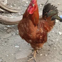 خروس فروشی