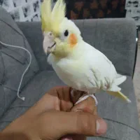 فروش عروس معاوضه