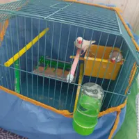 فنچ