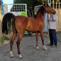 اسب مادیان ۳ سال