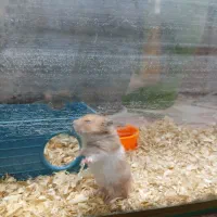 همستر‌بازیگوش‌ارزان