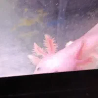 ماهی اروانا|ماهی|اردبیل, |دیوار