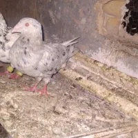 سار کفتر هفت رنگ