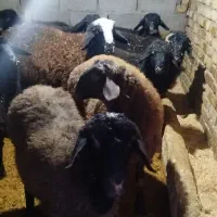 بره نرفروشی|حیوانات مزرعه|آوج, |دیوار