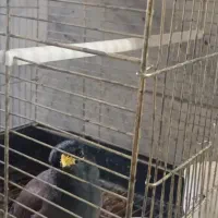 مرغ مینا سخنگو