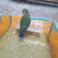 یک عدد طوطی برزیلی تازه بالغ