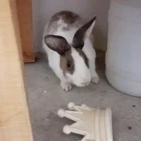 فروش ۲ عدد خرگوش