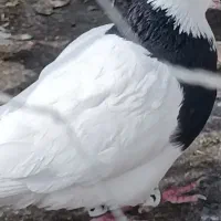 کبوتر طوقی|پرنده|گرمه, |دیوار