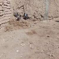کبوتر|پرنده|طبس, |دیوار