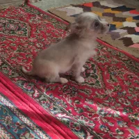 سگ شیتزو خانگی