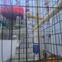 فنچ|پرنده|اهواز, ۳۰ متری|دیوار