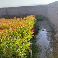 فروش عمده نهال اکالیپتوس|خدمات باغبانی و درختکاری|جهرم, |دیوار