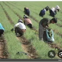 سرکارگری انجام تمامی کار های کشاورزی|خدمات باغبانی و درختکاری|سرپل ذهاب, |دیوار