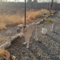 سگ سرابی نگهبان