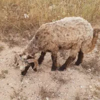 فروش میش