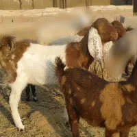 بز فروشی|حیوانات مزرعه|قائن, |دیوار