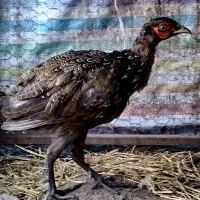 مرغ و خروس پاکستانی|پرنده|ساری, |دیوار