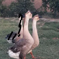 دو قوغاز نر درشت خوشگل