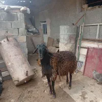 قوچ مهربانی
