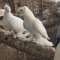 فروش انواع کبوتر تزئینی وبخارا