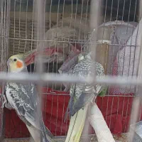 درود بر کاربران گرامی عروس هلندی کینگ