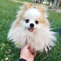 سگ پامرانین دو سر خرسی