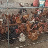 مرغ تخمگذار