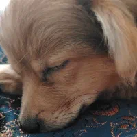 واگذار رایگان مادر وتوله|سگ|کرمان, |دیوار