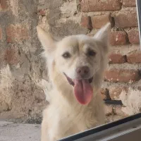 گمشده سگ|حیوانات|مراغه, |دیوار