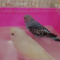 ۳عدد مرغ عشق ۱ونیم ماهه|پرنده|مریوان, |دیوار