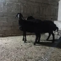 میش قره