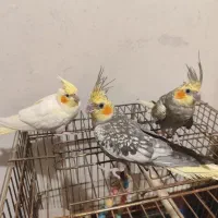فروش یکجا عروس هلندی