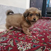 سگ جیبی|سگ|قم, اسمعیل آباد|دیوار