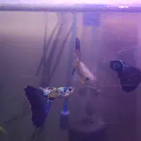 بچه گوپی یک ماهه بلو کبری|ماهی|تهران, نیروی هوایی (پیروزی)|دیوار