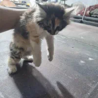 بچه گربه بازیگوش و پشمالو جهت واگزاری رایگان