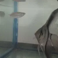 ۱ عدد دانیو جاینت