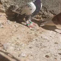 ۳تا نرکار درست