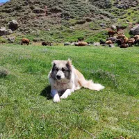 چوپان و گوسفندچران