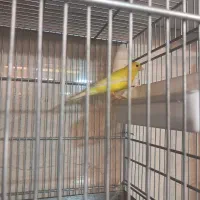 قناری نر و ماده|پرنده|اندیشه, اندیشه فاز ۳|دیوار