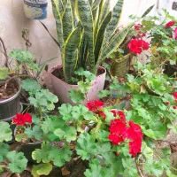 گلهای زیبا
