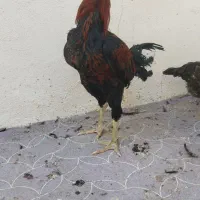 خروس لاری افغان|حیوانات مزرعه|جویم, |دیوار