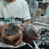 مدل سیامون یک جفت