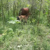 مادیون کرد 5سال|اسب و تجهیزات اسبسواری|کرج, بنیاد|دیوار