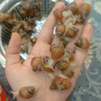حلزون تراپی